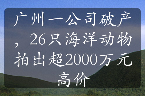 广州一公司破产，26只海洋动物拍出超2000万元高价